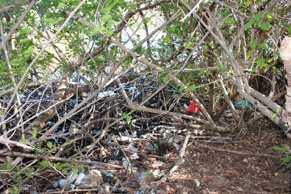 UVI to Celebrate Earth Day with Mangrove Cleanup
