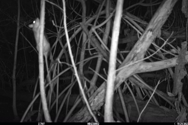 Black and white trail camera footage showing a small mammal, climbing through thick mangrove roots at night.