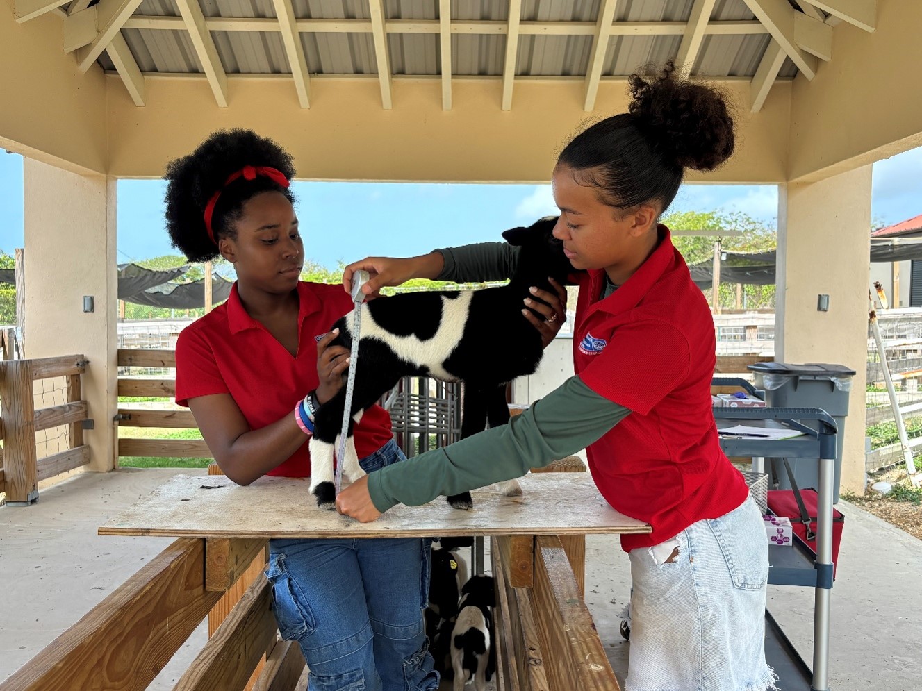 Breeding Season project animal science project 4