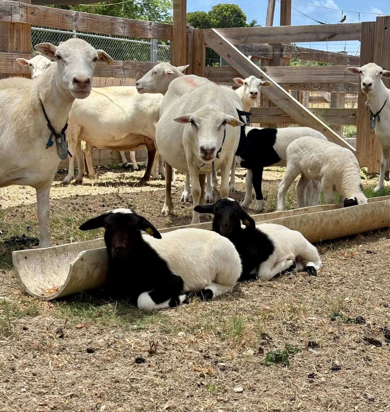development project animal science project 1