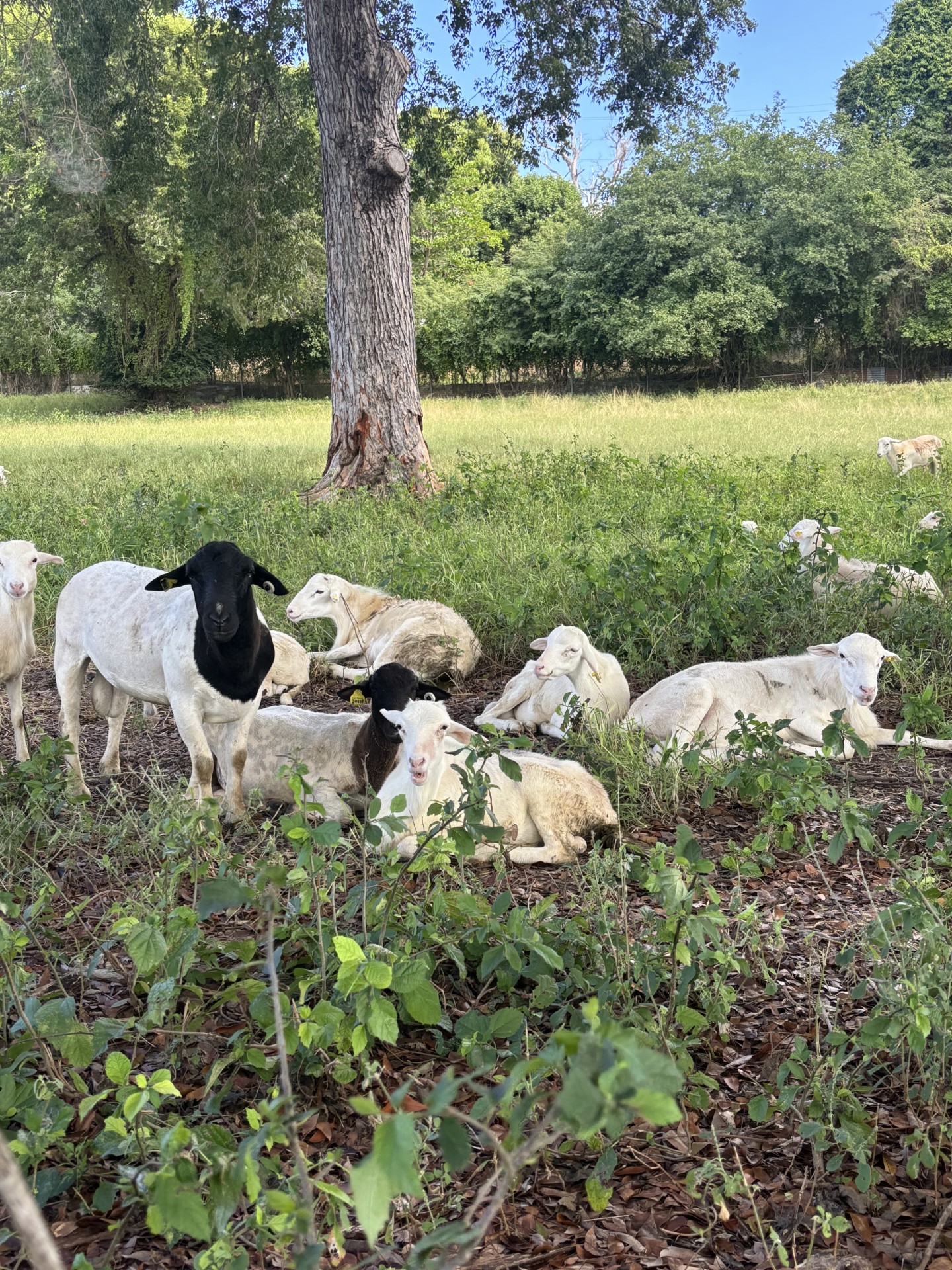 Ani Sci Sheep