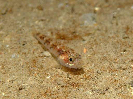 Goby fish 