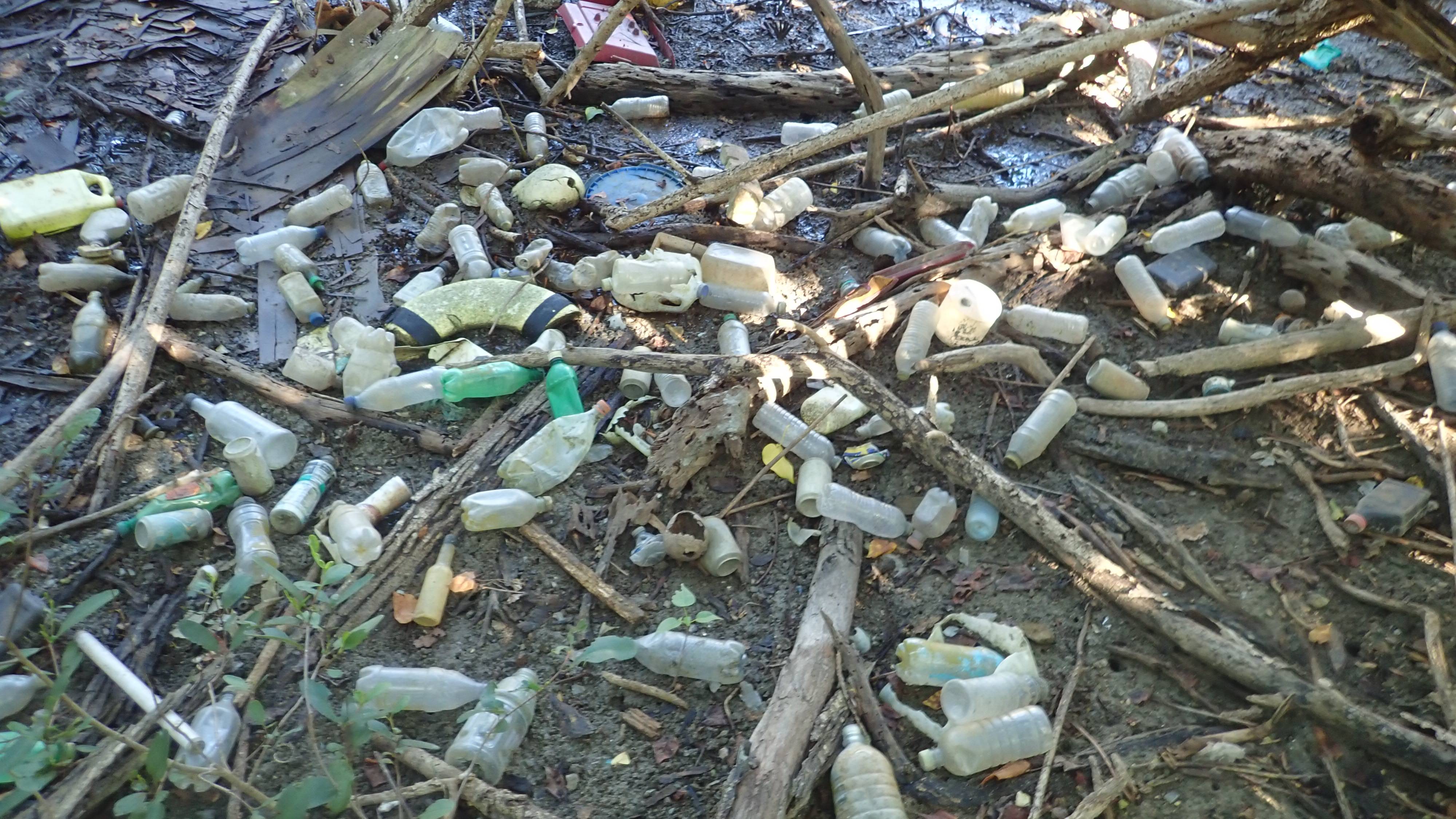 Plastic bottles entangled in mangrove roots 