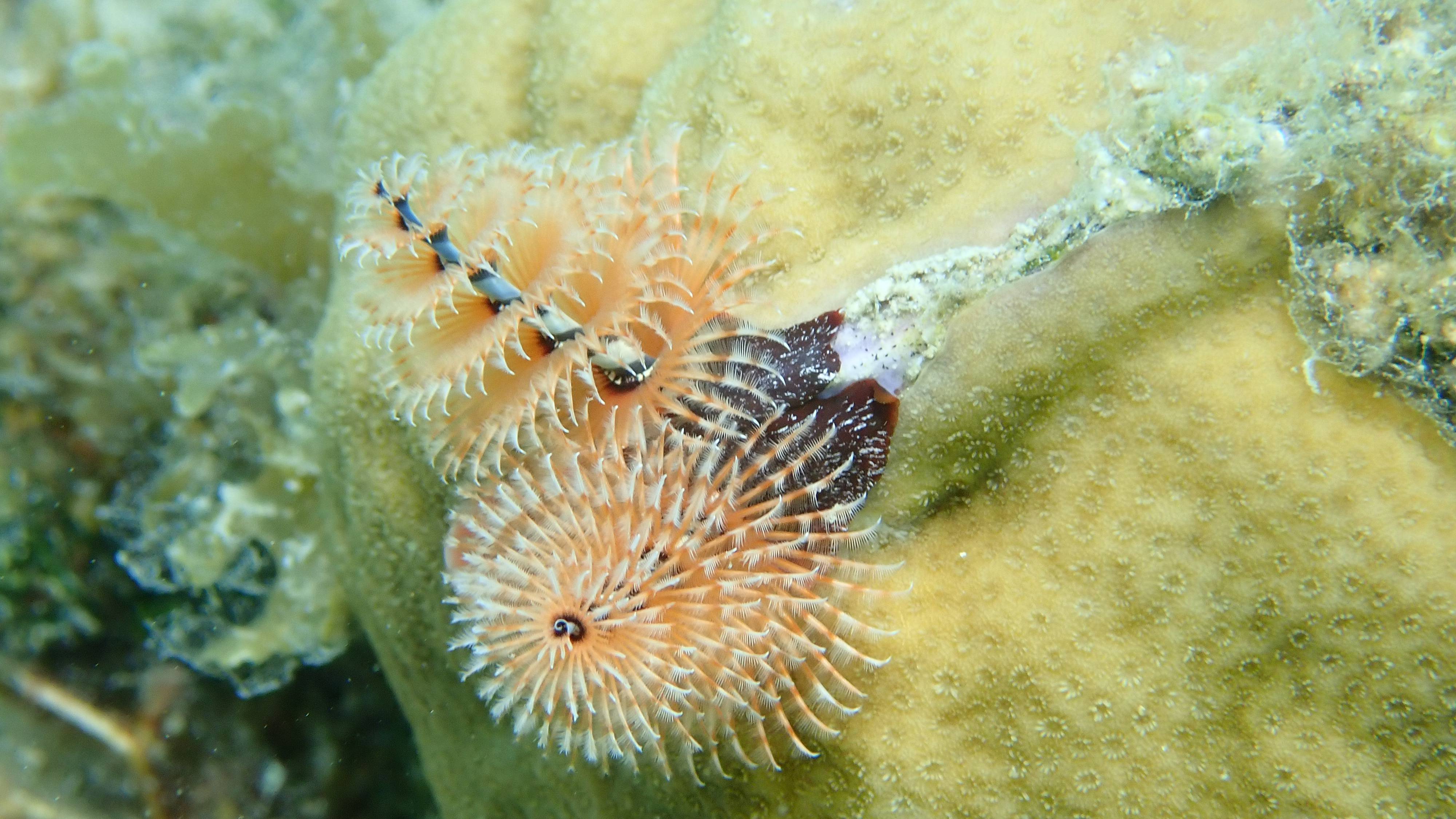 Featherduster worm 