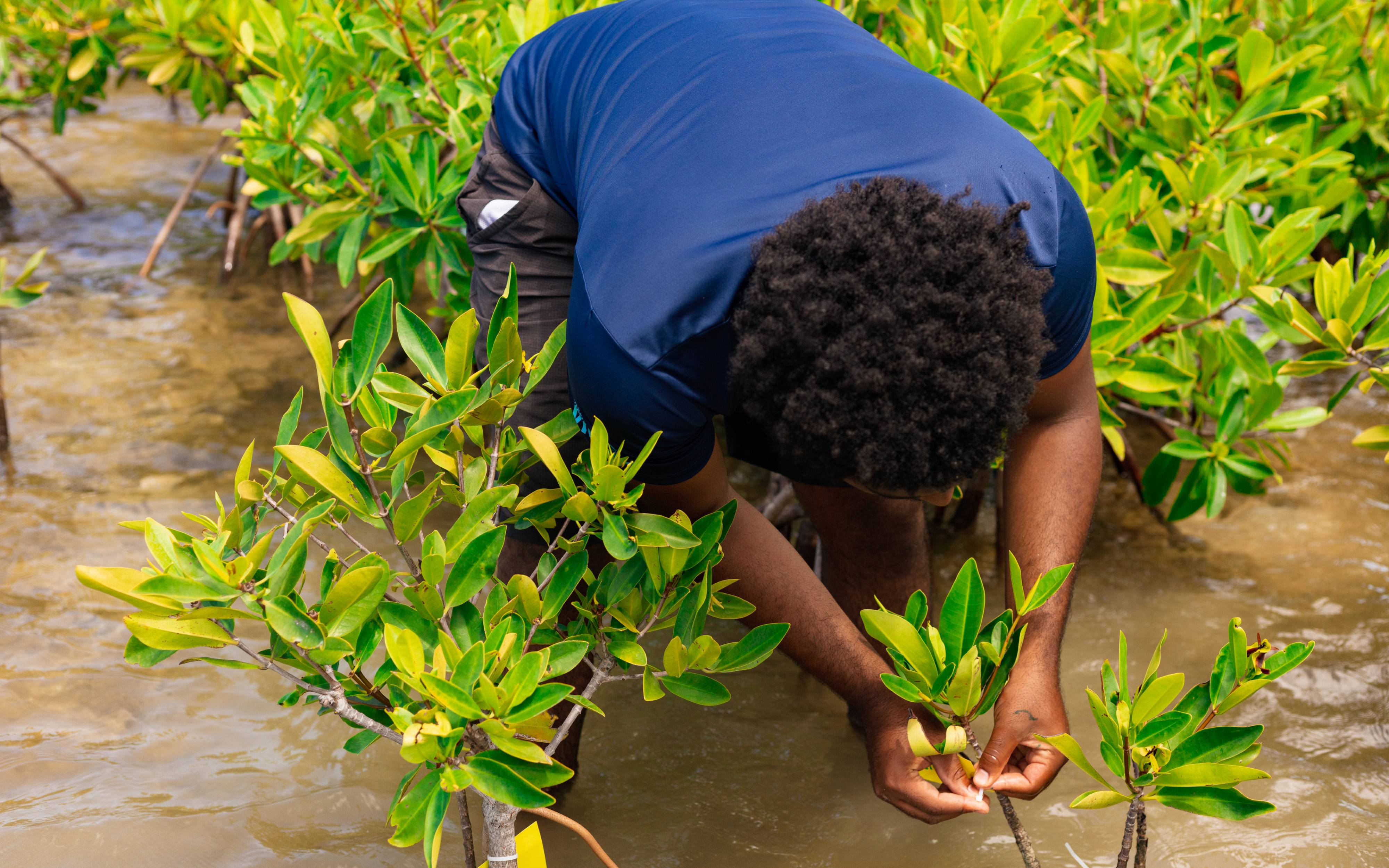 Student assessing the health of a red mangrove 
