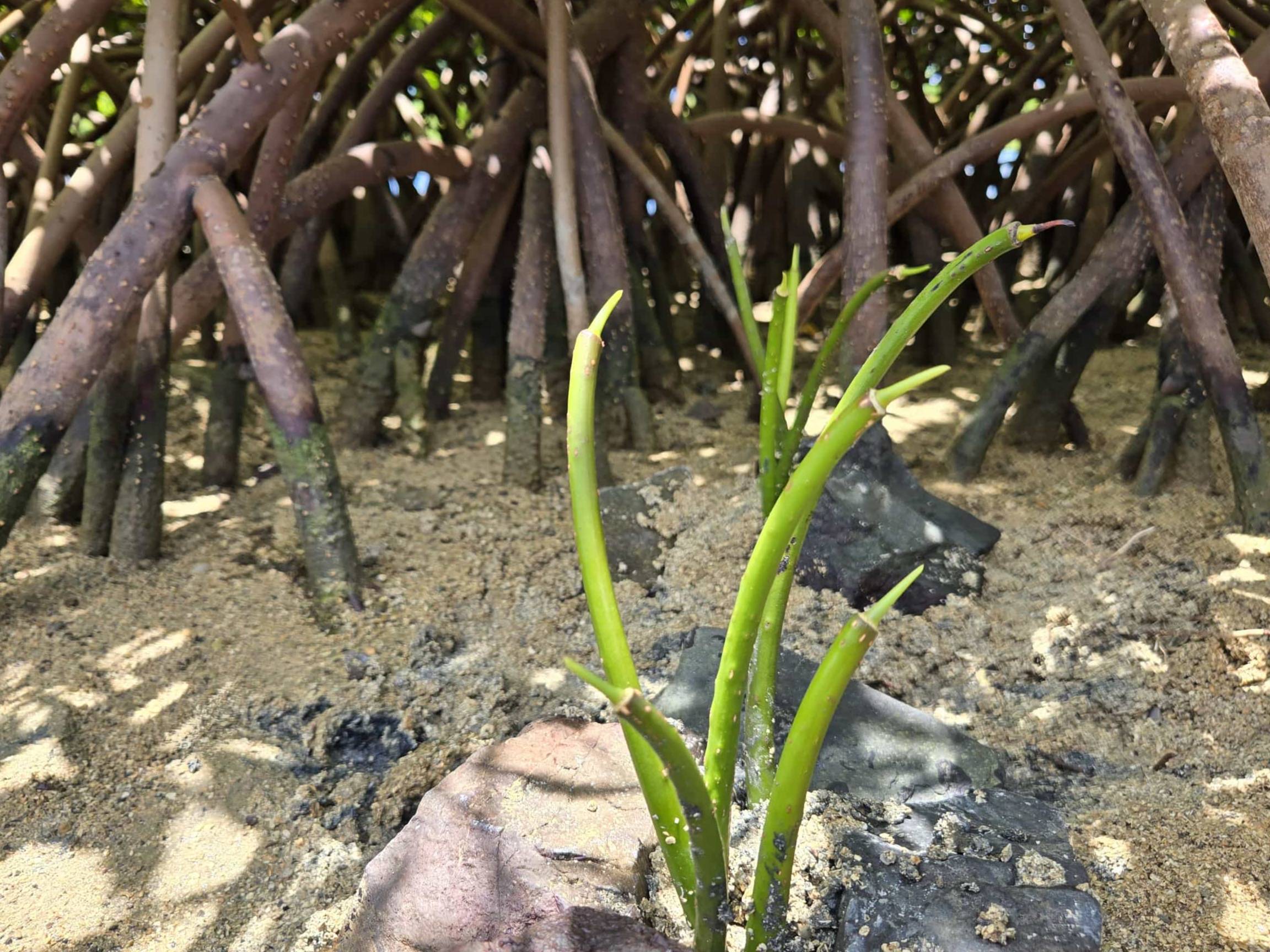 Mangrove Restoration