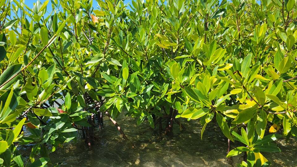 Mini mangrove forest 