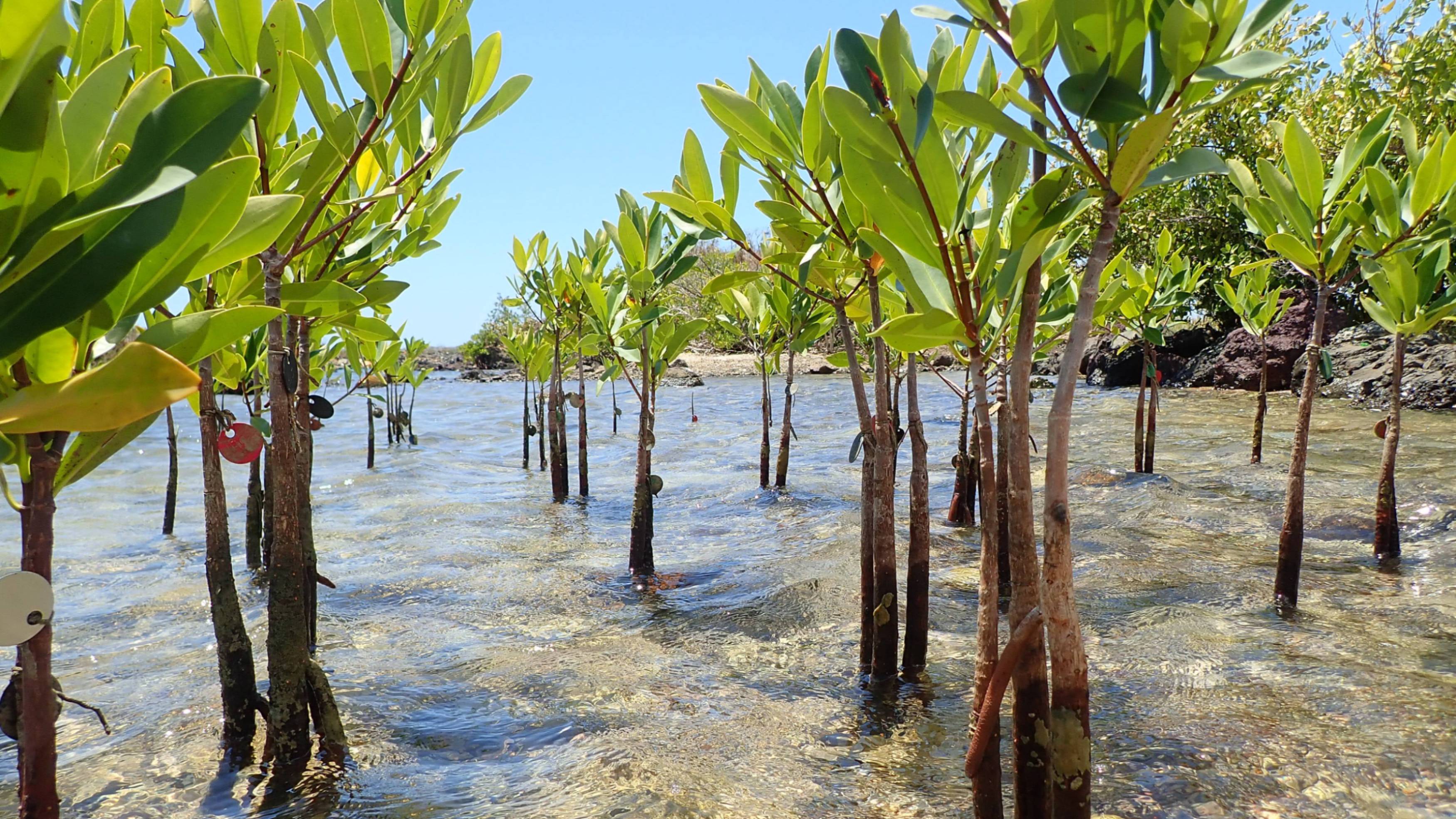 Mangroves planted along the coastline
