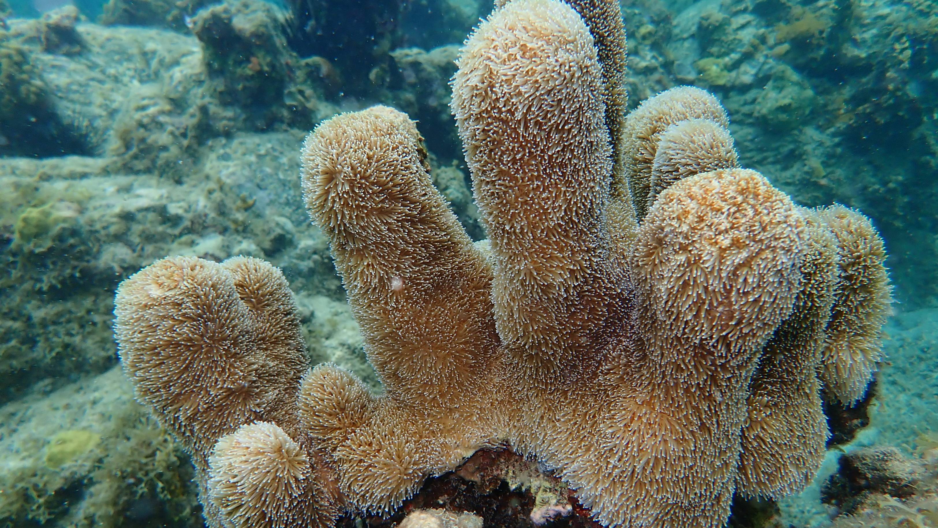Pillar coral 