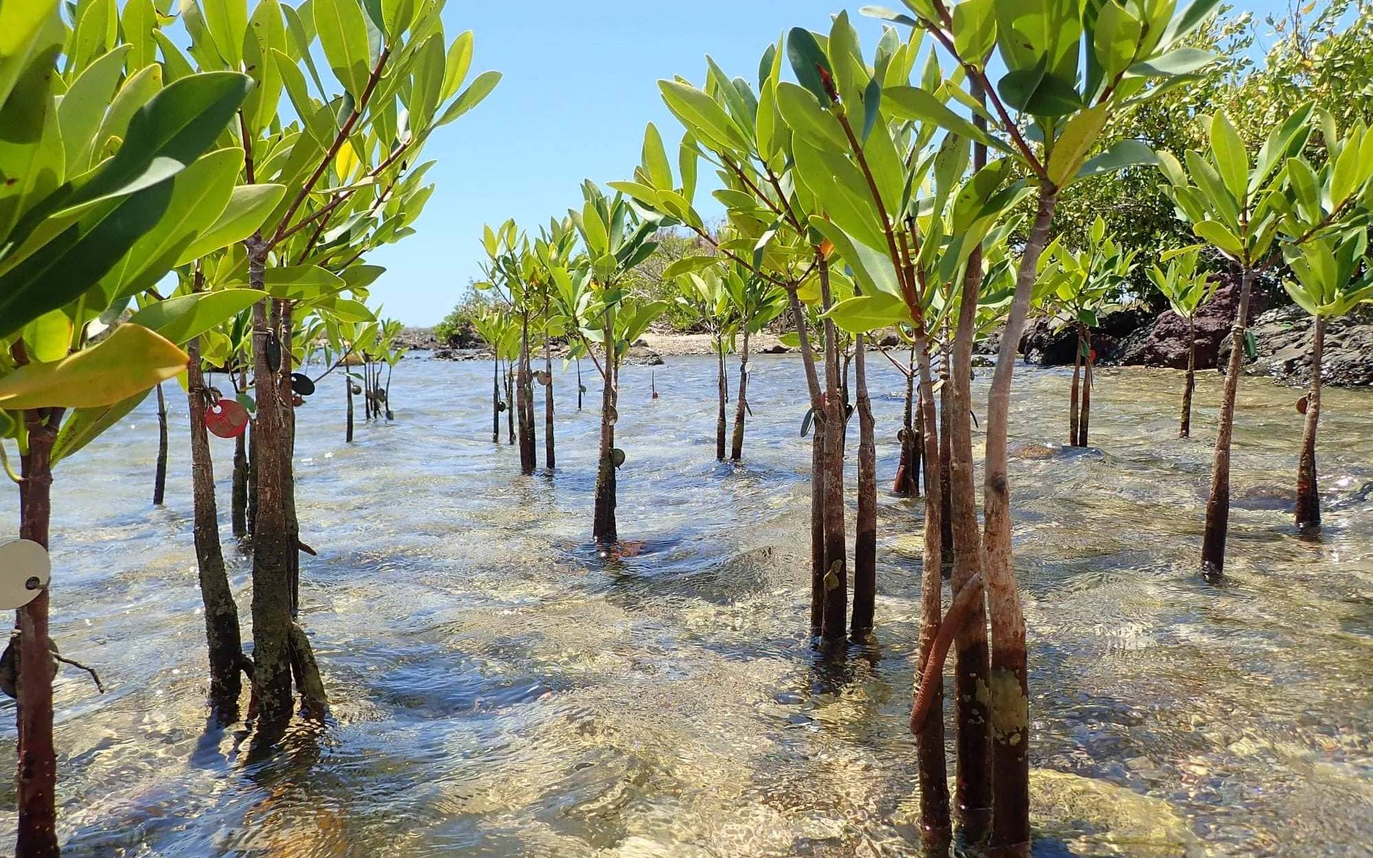 Mangrove Restoration Project 