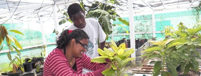 UVI Student Workers Graft Mango Trees
