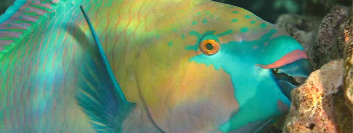 Parrotfish help keep coral free of algae.