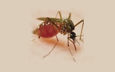Aedes Aegyptii Mosquito