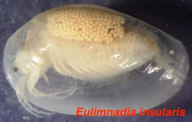 Eulimnadia inularis