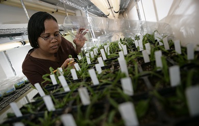 woman doing agriculture reseach